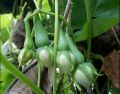 Alanga Seeds For Home GARDEN. 