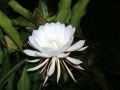 Kadupul Plant. 