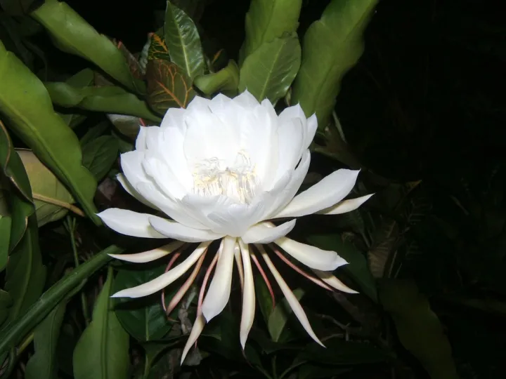 Kadupul%20Plant%20-%20Image%202