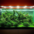 Java moss. 