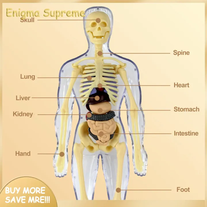 Enigma-%20Human%20Body%20Structure%20Toys%20Interactive%20Human%20Body%20Model%20Set%20for%20Kids%20Educational%20Science%20Lab%20Toy%20for%20Learning%20about%20Human%20Anatomy%20Biology%20Detachable%20Parts%20for%20Hands-on%20Exploration%20Perfect%20for%20Curious%20-%20Image%204