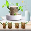 Mini Brazil Wood Green Plant Pot. 