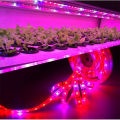 12V 5050 5m LED Strip Grow light Full Spectrum LED Flower Plant Phyto Growth lamp For Greenhouse Hydroponic Plant Growing. 