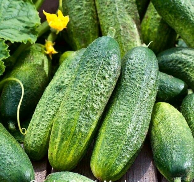 Gherkin%20Cucumber%20Seeds%20For%20Home%20Garden%20-%20Image%206