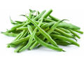 Green Beans bush / Gas Bonchi Seeds. 