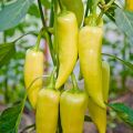 Capcicum seeds -2GramVegetable Seeds/Green leaves/Home Gardening seeds/Gardening Agriculture/seed pack/fruit seeds/. 