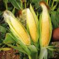 Corn Seeds-Bada iringu Seeds-20GramVegetable Seeds/Green leaves/Home Gardening seeds/Gardening Agriculture/seed pack/fruit seeds/. 