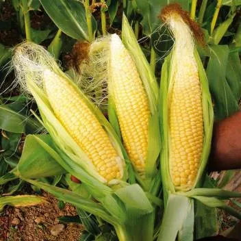 Corn%20Seeds-Bada%20iringu%20Seeds-20GramVegetable%20Seeds/Green%20leaves/Home%20Gardening%20seeds/Gardening%20Agriculture/seed%20pack/fruit%20seeds/%20-%20Image%203