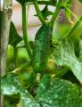 Gherkin Cucumber Seeds For Home Garden. 