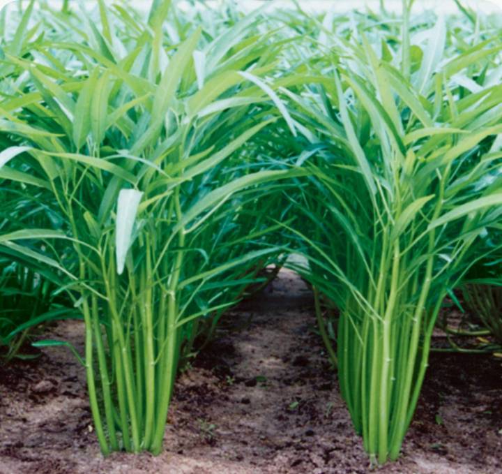 Kankun%20Seeds%20For%20Home%20Garden%20-%20Image%205