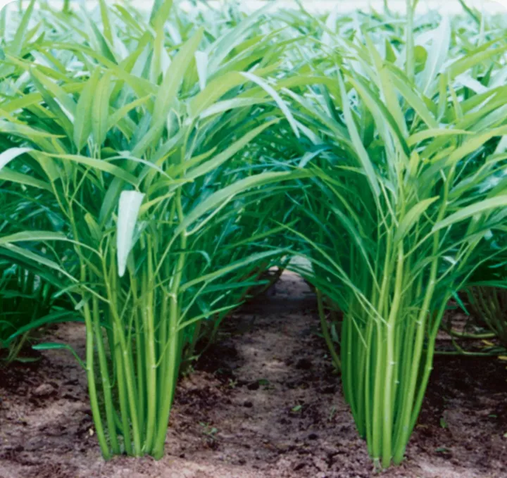Kankun%20Seeds%20For%20Home%20Garden%20-%20Image%205