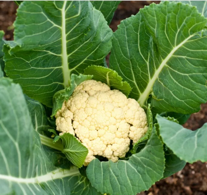 Cauliflower%20/%20Mal%20Gova%20Seeds%20For%20Home%20Garden%20-%20Image%204