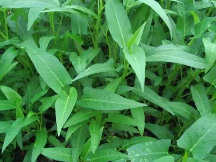 Kankun%20Seeds%20For%20Home%20Garden%20-%20Image%206