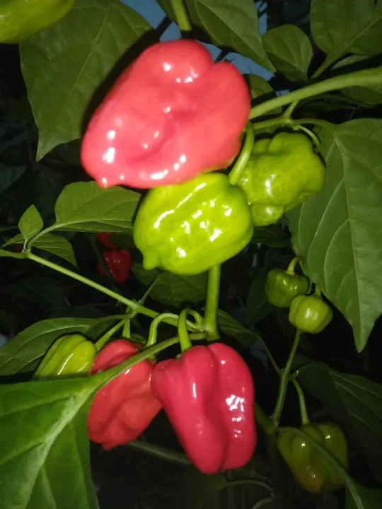 Big hot pepper chilli / Loku nai miris