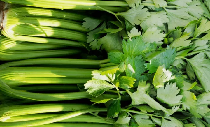 Selari%20Seeds%20For%20Home%20Garden%20-%20Image%205