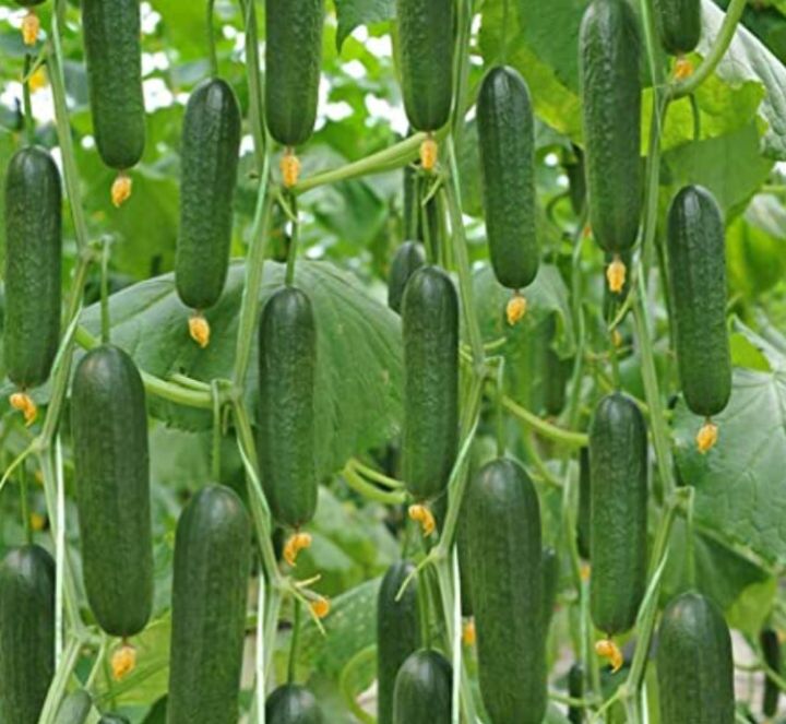 Gherkin%20Cucumber%20Seeds%20For%20Home%20Garden%20-%20Image%207