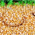 Corn Seeds-Bada iringu Seeds-20GramVegetable Seeds/Green leaves/Home Gardening seeds/Gardening Agriculture/seed pack/fruit seeds/. 
