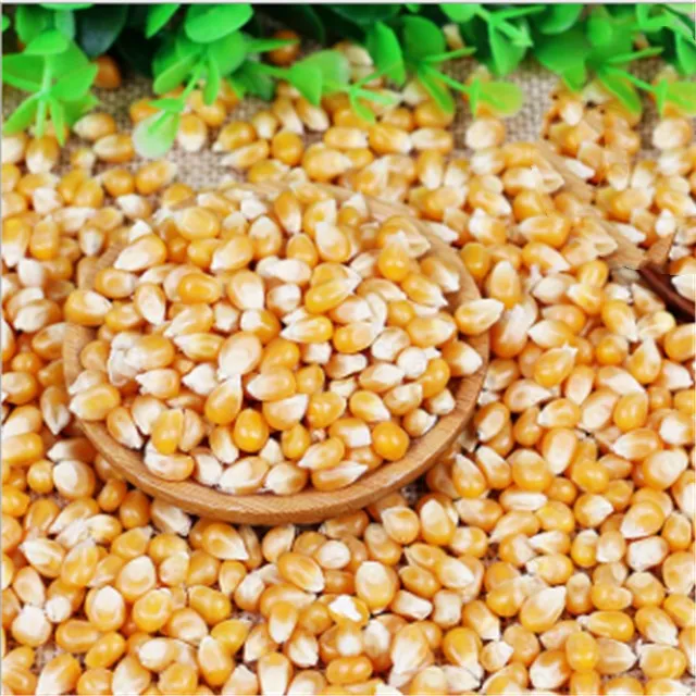 Corn%20Seeds-Bada%20iringu%20Seeds-20GramVegetable%20Seeds/Green%20leaves/Home%20Gardening%20seeds/Gardening%20Agriculture/seed%20pack/fruit%20seeds/%20-%20Image%204