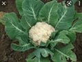Cauliflower / Mal Gova Seeds For Home Garden. 