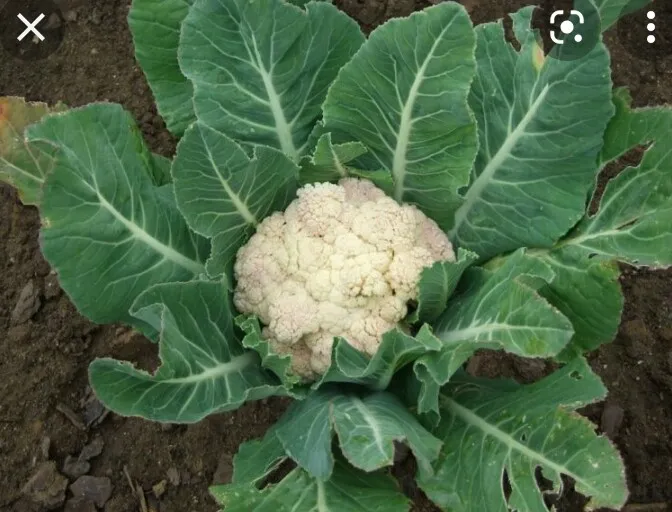 Cauliflower%20/%20Mal%20Gova%20Seeds%20For%20Home%20Garden%20-%20Image%205
