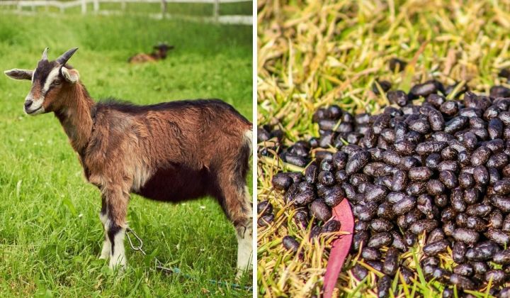 Goat%20Manure%20Fertilizer%20Organic%20/Agriculture/Fertilizer-1kg/5Kg%20-%20Image%203