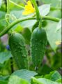 Gherkin Cucumber Seeds For Home Garden. 