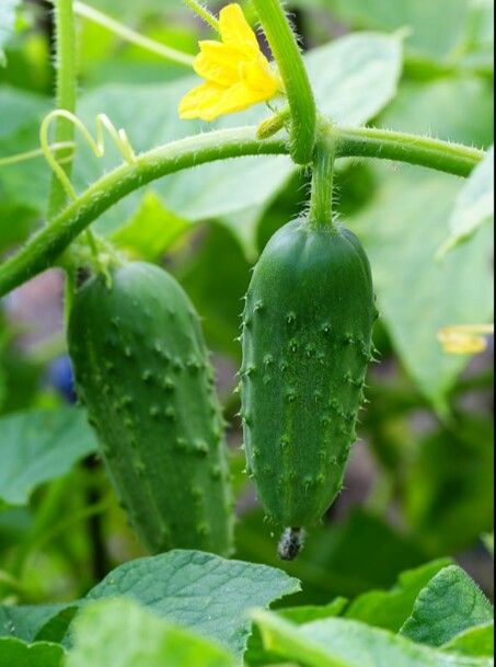 Gherkin%20Cucumber%20Seeds%20For%20Home%20Garden%20-%20Image%204