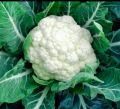 Cauliflower / Mal Gova Seeds For Home Garden. 