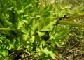 Selari Seeds For Home Garden. 