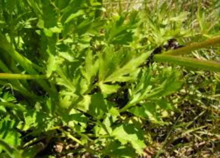 Selari%20Seeds%20For%20Home%20Garden%20-%20Image%208