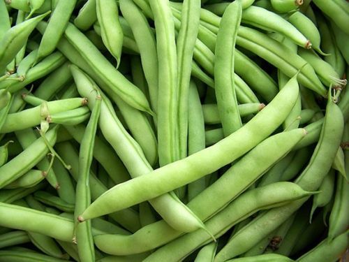 Green%20Beans%20bush%20/%20Gas%20Bonchi%20Seeds%20-%20Image%205