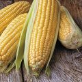Corn Seeds-Bada iringu Seeds-20GramVegetable Seeds/Green leaves/Home Gardening seeds/Gardening Agriculture/seed pack/fruit seeds/. 