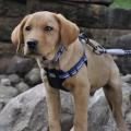 Medium Adjustable Dog Harness and Outdoor Walking Nylon Dog Leash Lead Pets Dog Sale Durable Traction Training Rope Dog Belt Dog Chain Dog Body Belt Chest Belt Step-in Harness Strap Stainless Steel Metal Buckle Plastic Clasp Dog Collar Dog Strap Dogs Belt. 