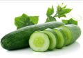 Gherkin Cucumber Seeds For Home Garden. 