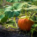 Pumpkin seeds -15 seeds. 