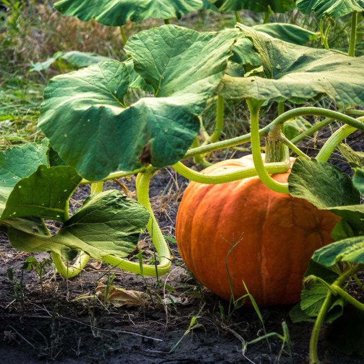 Pumpkin seeds -15 seeds