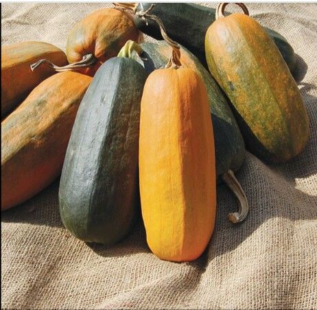 Long%20Pumkin%20/%20Diga%20Wattakka%20Seeds%20-%20Image%205