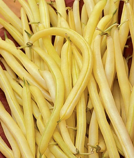 Butter%20Beans%20/%20Wal%20Bonchi%20Butter%20Seeds%20-%20Image%205
