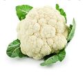 Cauliflower / Mal Gova Seeds For Home Garden. 