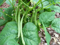 Green Beans bush / Gas Bonchi Seeds. 