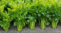 Selari Seeds For Home Garden. 