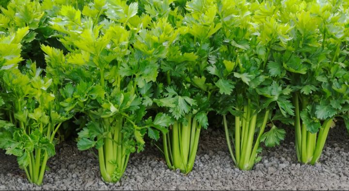 Selari Seeds For Home Garden