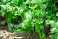Selari Seeds For Home Garden. 