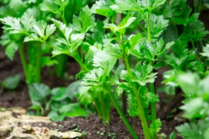 Selari%20Seeds%20For%20Home%20Garden%20-%20Image%206