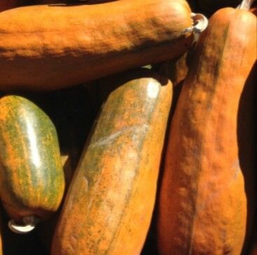 Long%20Pumkin%20/%20Diga%20Wattakka%20Seeds%20-%20Image%204