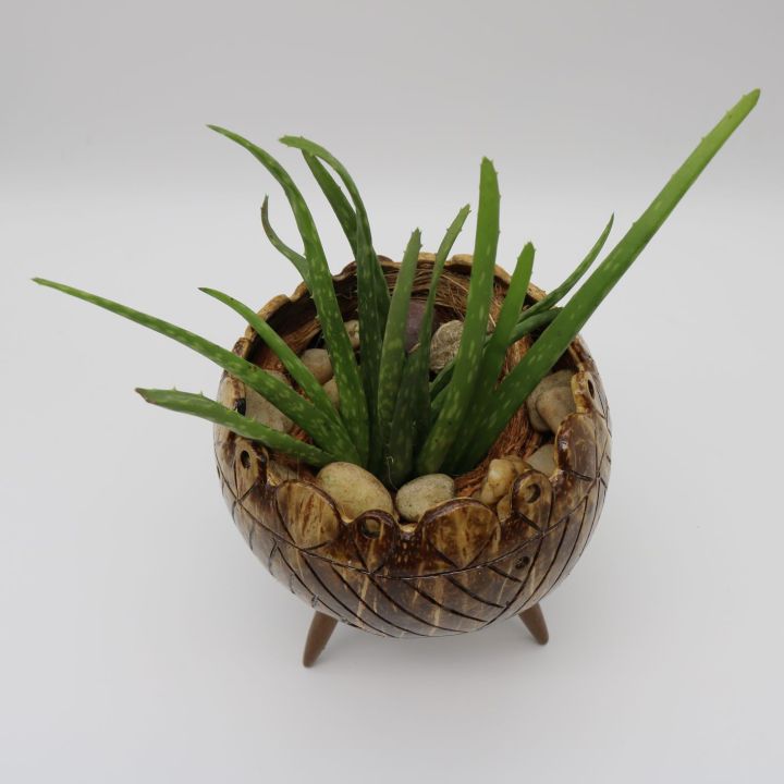 Coconut%20Shell%20Planter%20-%20Image%208