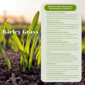 (Preorder) Organic Barley Grass Powder 100g. 