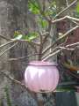 ရွှေဖရုံ သီး ချိတ်ပန်းအိုး    ( Indoor & Outdoor plant pot). 