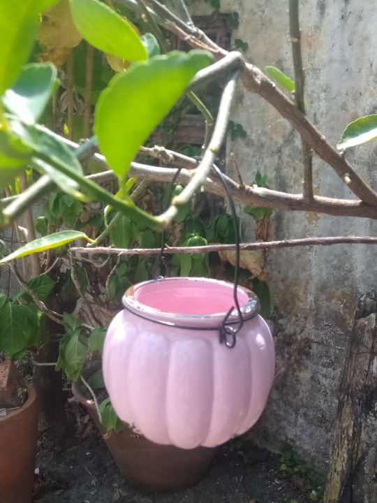 %E1%80%9B%E1%80%BD%E1%80%BE%E1%80%B1%E1%80%96%E1%80%9B%E1%80%AF%E1%80%B6%20%E1%80%9E%E1%80%AE%E1%80%B8%20%E1%80%81%E1%80%BB%E1%80%AD%E1%80%90%E1%80%BA%E1%80%95%E1%80%94%E1%80%BA%E1%80%B8%E1%80%A1%E1%80%AD%E1%80%AF%E1%80%B8%20%20%20%20(%20Indoor%20&%20Outdoor%20plant%20pot)%20-%20Image%206