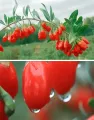 Organic Sun Dried Goji Berry 250g, Wolfberry, Antioxidant Nourish. 